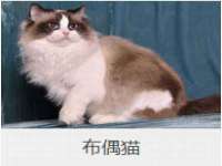 安徽雷昂本信息科技有限公司