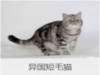 安徽雷昂本信息科技有限公司